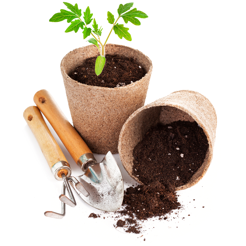 Potted plants and garden tools